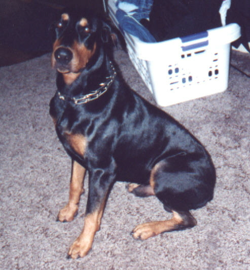 dobie