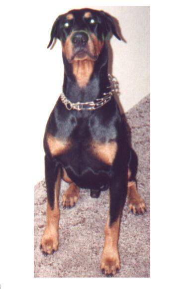 dobie02